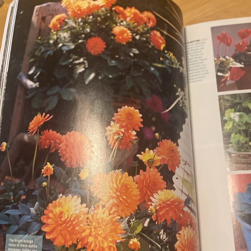 Sunset Magazine Container Gardening Guide - Picture 2 of 6